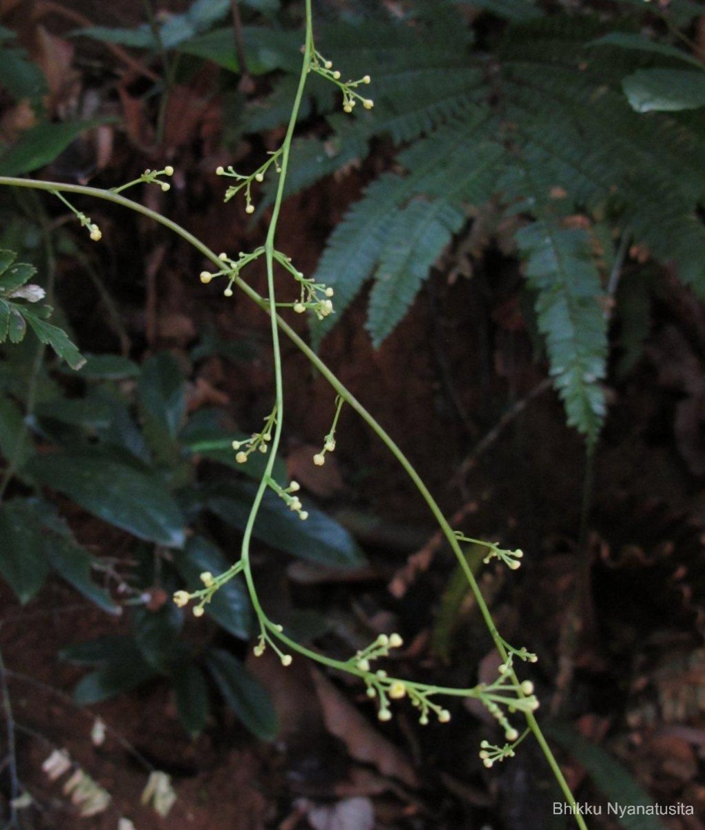 Diploclisia glaucescens (Blume) Diels